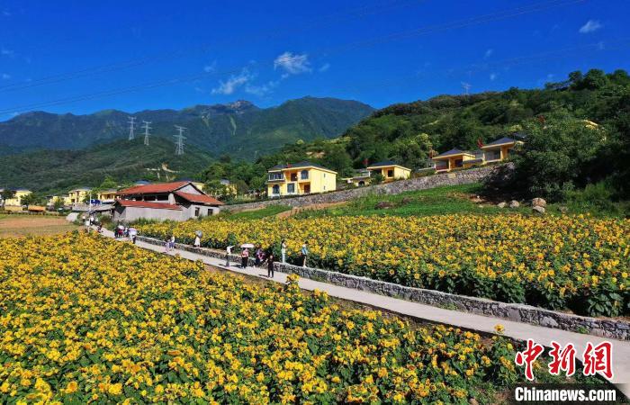 四川茂县：百余亩向日葵花海惊艳绽放