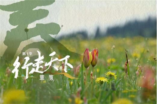 中国电视-《行走天下——草原》