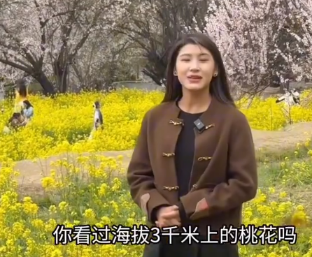 小新Talkshow：海拔3000米的桃花 能与雪山争浪漫