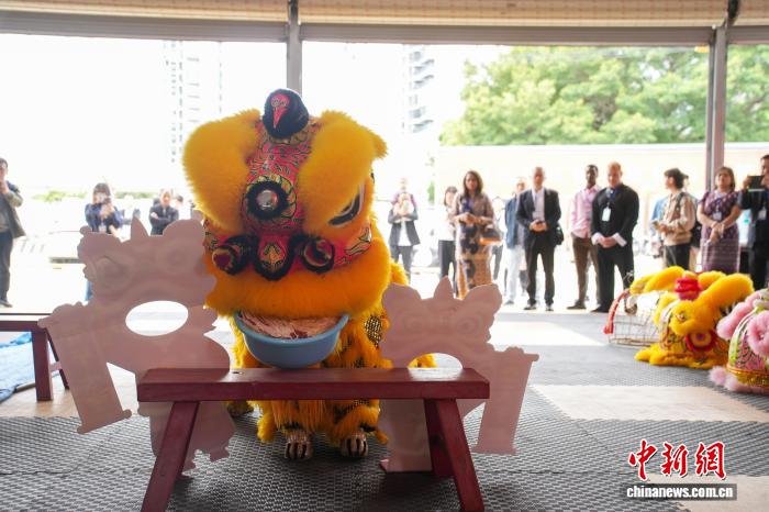 广西柳州“小狮子”出圈东盟:少年舞“活”非遗