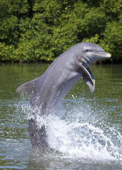 意大利将迎来地中海首个海豚庇护所