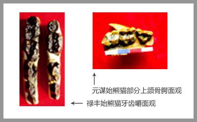 熊猫起源地是欧洲？1000万年前大熊猫化石出土在匈牙利