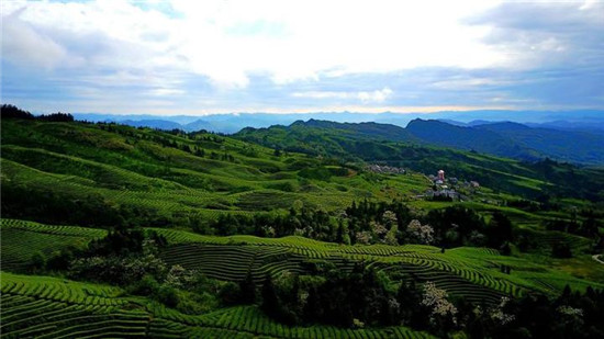 鹿鸣出好茶 第十四届中国·宜宾早茶节高山优质绿茶开采活动举行