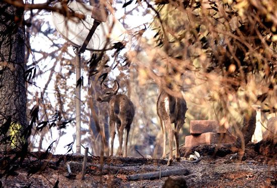 A blood sample of a U.S. white-tailed deer collected in 2019 carries SARS-CoV-2 antibodies. (Photo/Xinhua)