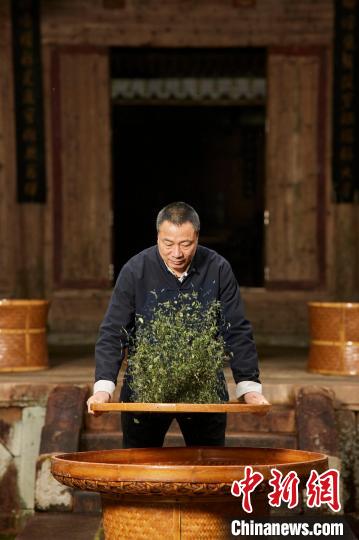 福鼎白茶制作技艺非物质文化遗产传承人林振传在制茶。　福鼎市委宣传部 供图