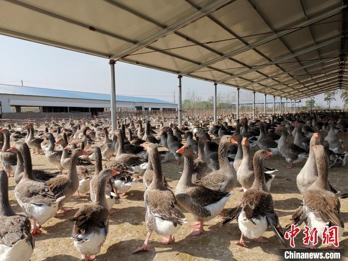 霍邱县花园镇刘李村朗德鹅产业扶贫基地。霍邱县扶贫办供图